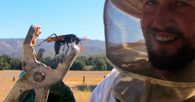 Let Justin Schmidt Try to Feel the Pain of Being Caught by Insects with the 'Strongest Sting