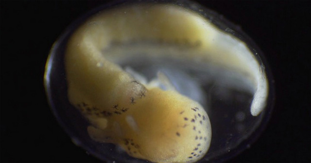 Life Is Amazing: the Process of Transforming from a Living Cell