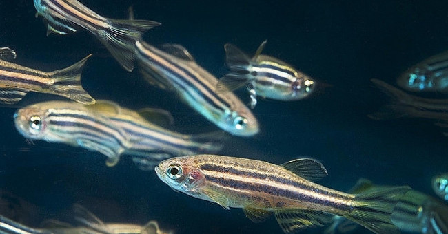 Like Humans, Fish Also Have Arthritis?