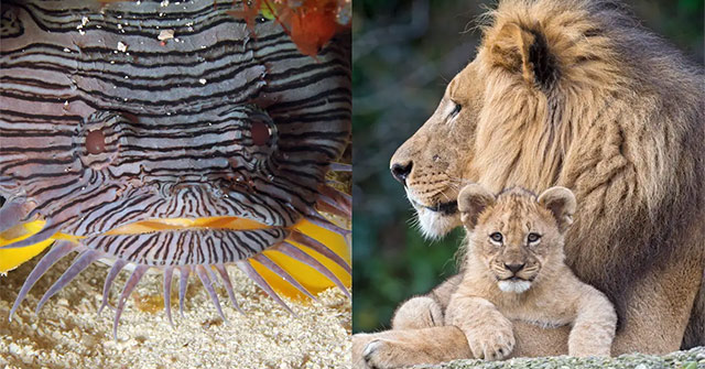 List of 24 Endangered Animals in the Last 10 Years