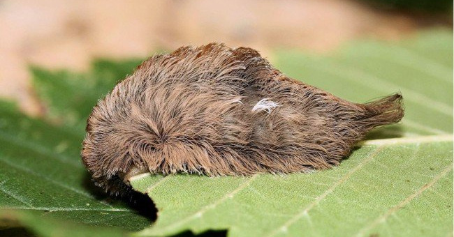 List of the Most Dangerous Insects in the World