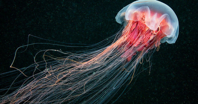 Listed 10 Largest Species of Creatures in the Ocean