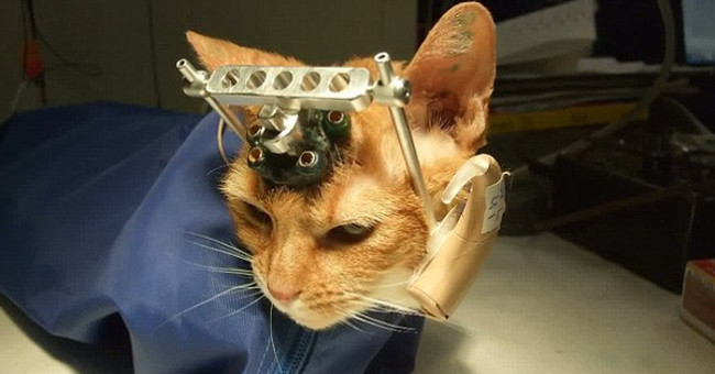 Listed 10 Most Terrible Experiments on Animals