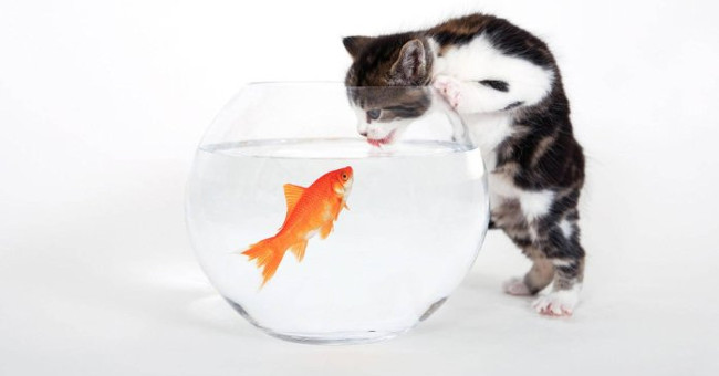 Looking for Answers to the Question: Cats Really Like to Eat Fish?