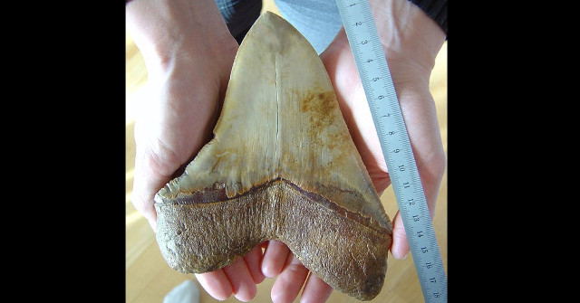 Lost Ancient Shark Teeth Found in Australia