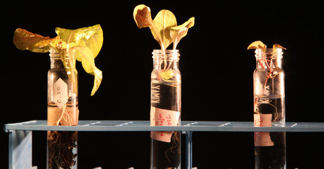 'Mars Garden - Martian Gardens' Helps Scientists Find Ways to Grow Vegetables on Mars