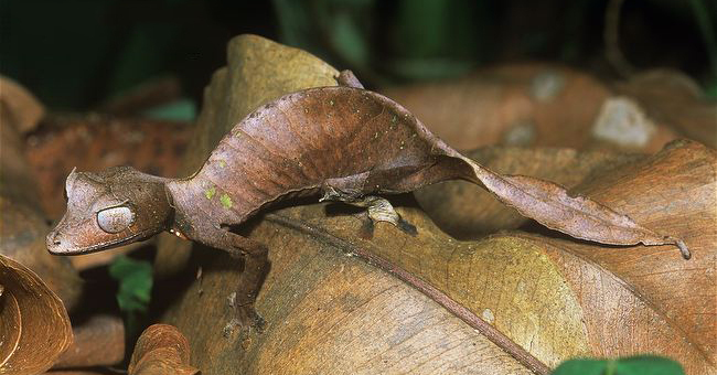 Marvel at Animals with Superhuman Abilities That Look Exactly Like Pokemon