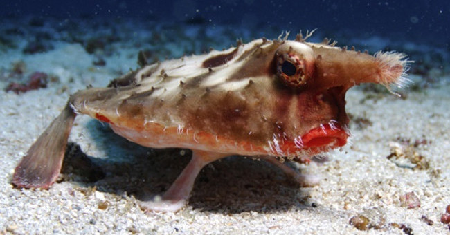 Marvel at Bizarre Fish in the Ocean