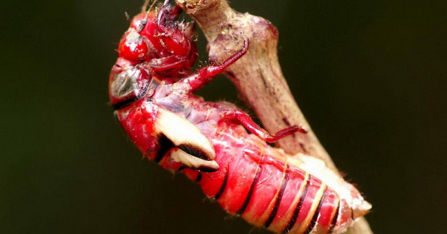 Marvel at Red-blooded Animals in Vietnam