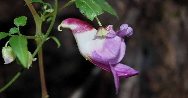 Marvel at the 10 Most Bizarre Shaped Flowers in the World