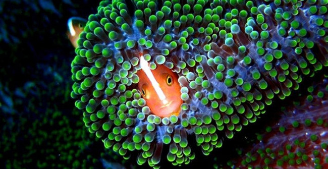 Marvel at the Beauty of Nature Through the Series of National Geographic