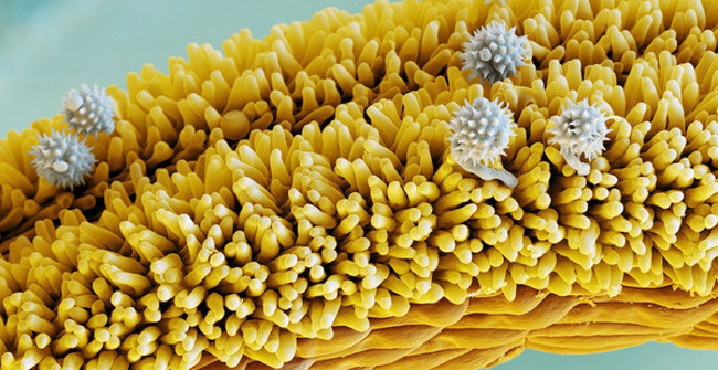 Marvel at the Bizarre Images of Flowers When Observing Under a Microscope