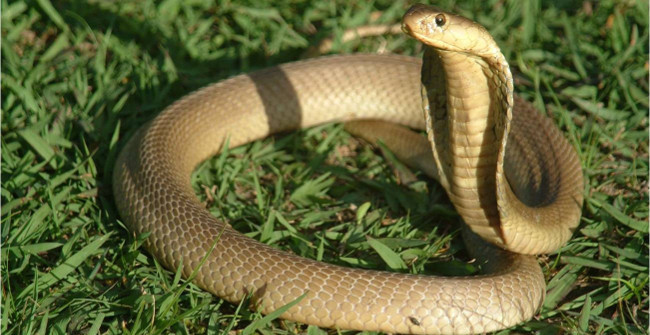 Marvel at the Strange Surviving Animals After the Head Left the Neck