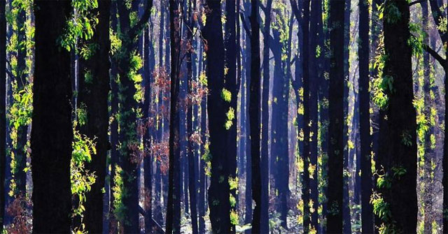 Marvelous Revival Life in the Burning Forests of Australia