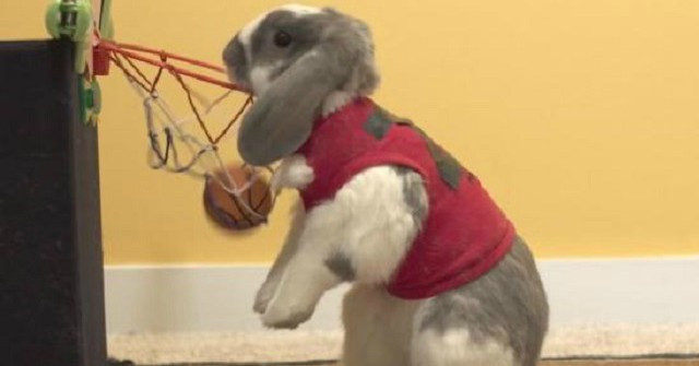 Meet the Skilful Rabbit Basketball Player to Achieve a World Record