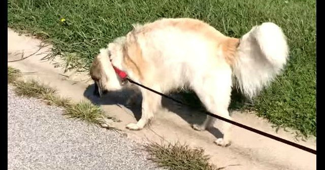 Mimicking Human Behavior, the Hero Dog Saves Earthworms