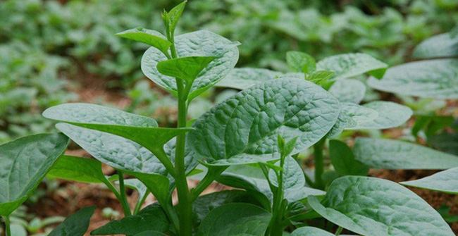 Miraculous Healing Ability of Spinach, Vegetables Are Often Present