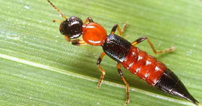 Mistakes Caused the Wound Due to Ants Burning Three Long Burning