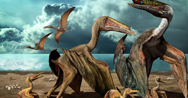 More Than 200 Fossil Reptile Eggs Found in China