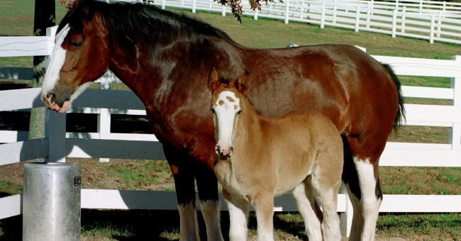 Most Modern Horse Breeds Can Originate from the East
