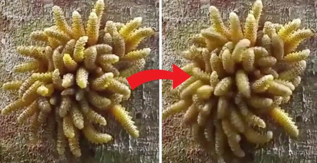 Mysterious Creatures Dance Strange Dance When Someone Touches It