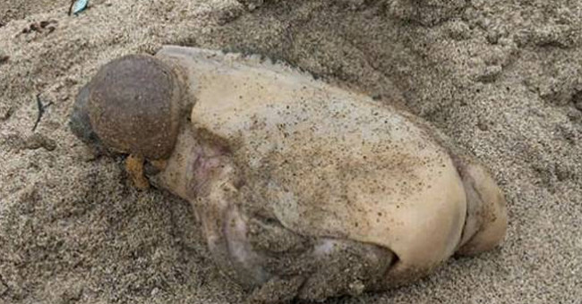 Mysterious Sea Creatures Do Not Have Eyes, Mouth Washes on American Beaches
