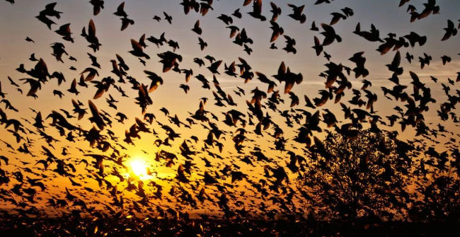 Mysteriously the Village Thousands of Birds Find Themselves Suicide