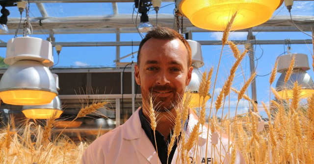 Nasas Breeding Speed' Accelerates Wheat Production Three Times