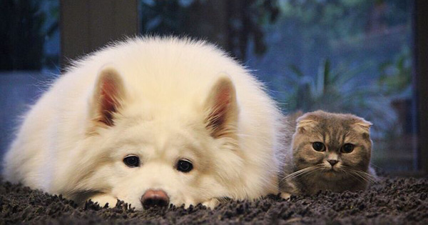 New Archaeological Discoveries Show That Cats and Dogs Previously Shared a
