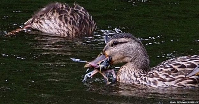 New Discovery: Bird-eating Ducks Amaze Scientists