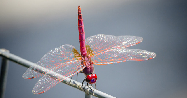 New Discovery: Dragonfly Wings Can Kill Bacteria without Antibiotics
