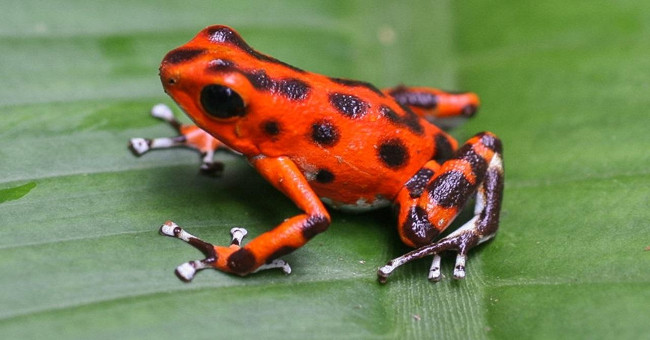 New Experiment: Aggressive, Aggressive Panama Red Frogs Are More Than Green Frogs