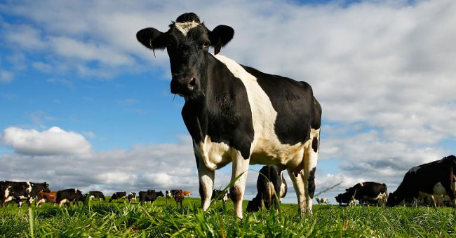 New Findings: Cows Are Resistant to HIV Virus