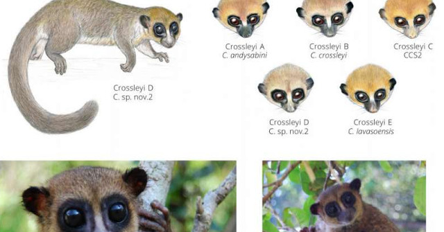 New Lemur Species Found in Madagascar: Primates