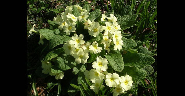New Plant Species Discovered in China: Primula Plants