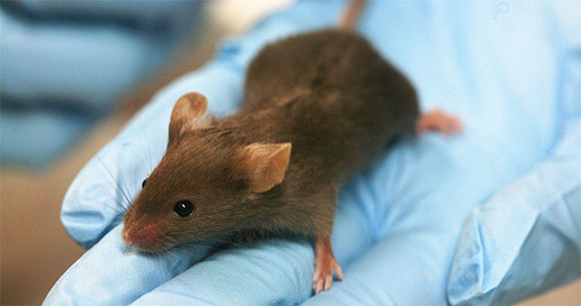 New Prospects for Diabetes Treatment Have Been Found