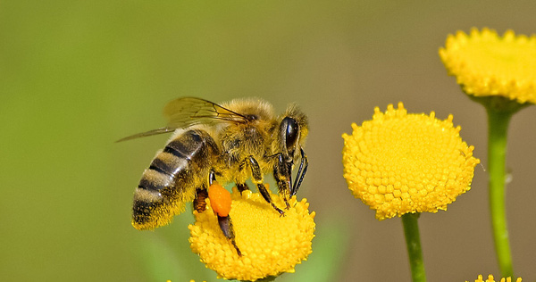 New Research: Audible Flowers and the Flapping of Bee Wings Make
