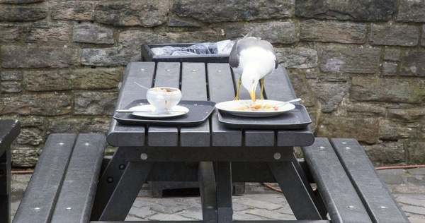 New Research Finds That Seagulls Are Becoming More and More