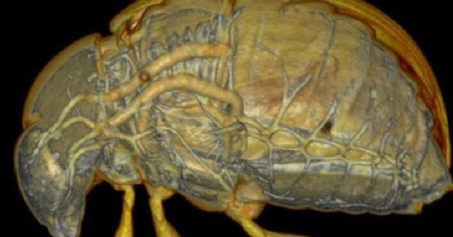 New Scanning Technology Brings 3D Images of Live Insects