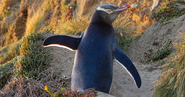New Zealand Yellow-eyed Penguins Face Extinction