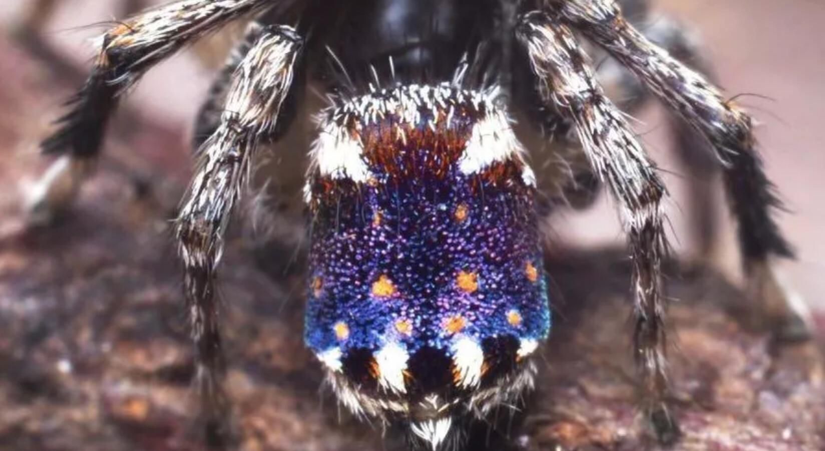 Newly Discovered Itty-bitty Spider Looks Like Vincent Van