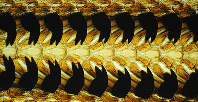 Not a Shark or a Crocodile, This Is the World's Most Toothed