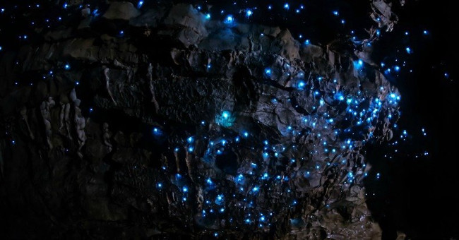 Not the Fireflies, the New Carnivores Are the Glowing Ones in This Cave