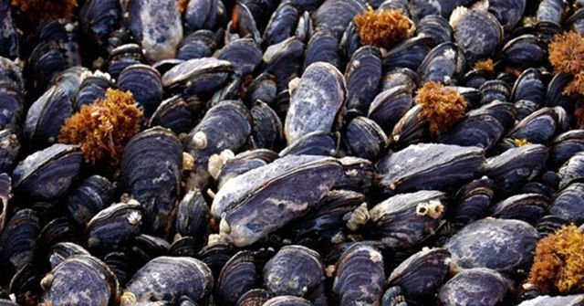 Ocean Acidification Changes California's Shell Structure