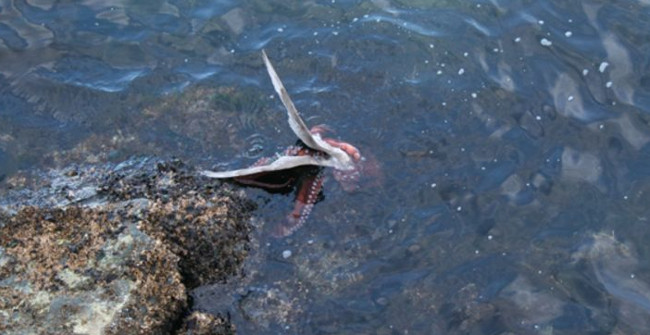 Octopus Seize and Drown Seagulls at a Glance