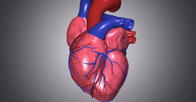 Older People Have High Levels of Thyroid Hormone That Increases