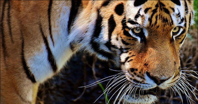 Only 13% of the World's Tiger Reserves Meet the Global Standards