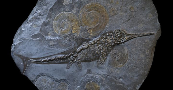 Paleontologists Discovered the Fat on the Body of the Fish Lizard