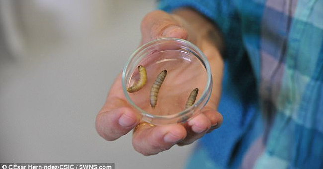 Pests Can Eat Plastic, Savior of Man-made Plastic Waste