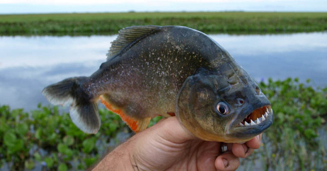 Piranhas, Carnivorous Fishes Who Easily Bite Off Metal Wires in a Flash